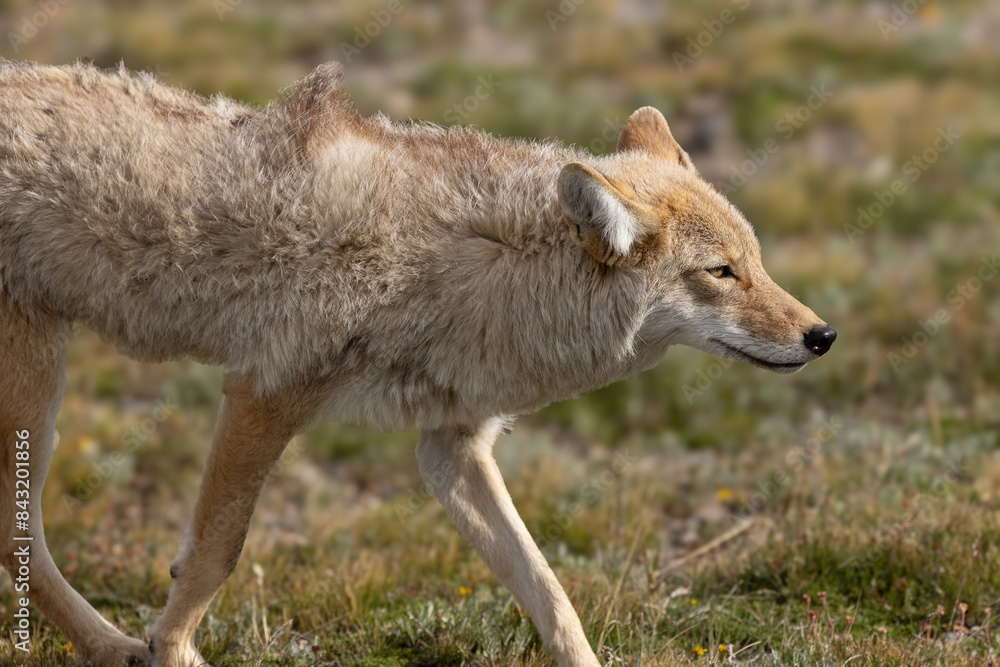 Coyote in the mountain alpine in the summer Coyote in the mountain alpine in the summer