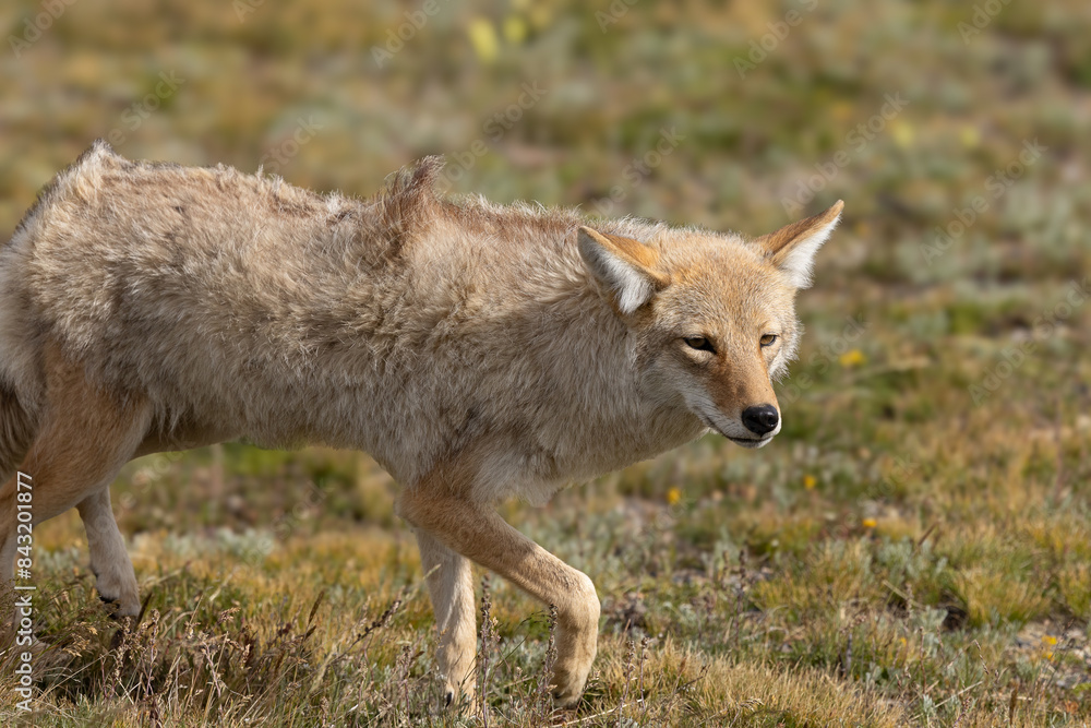 Coyote in the mountain alpine in the summer Coyote in the mountain alpine in the summer