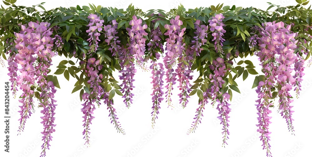 Purple Wisteria Garland: Beautiful Clipart Flowers on White Purple Wisteria Garland: Beautiful Clipart Flowers on White