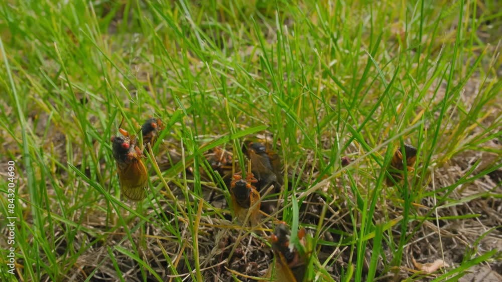 Cicada emerging from ground, many cicadas are sitting on the grass at sunny day. Close up shot footage Cicada emerging from ground, many cicadas are sitting on the grass at sunny day. Close up shot footage