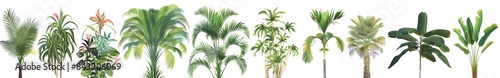 Vibrant Tropical Plants on White Background