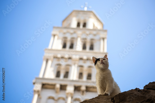 Cat and the cathedral