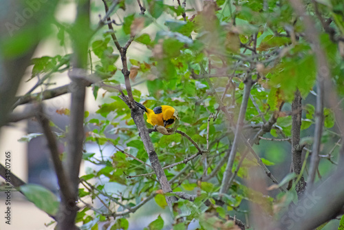 yellow and black bird