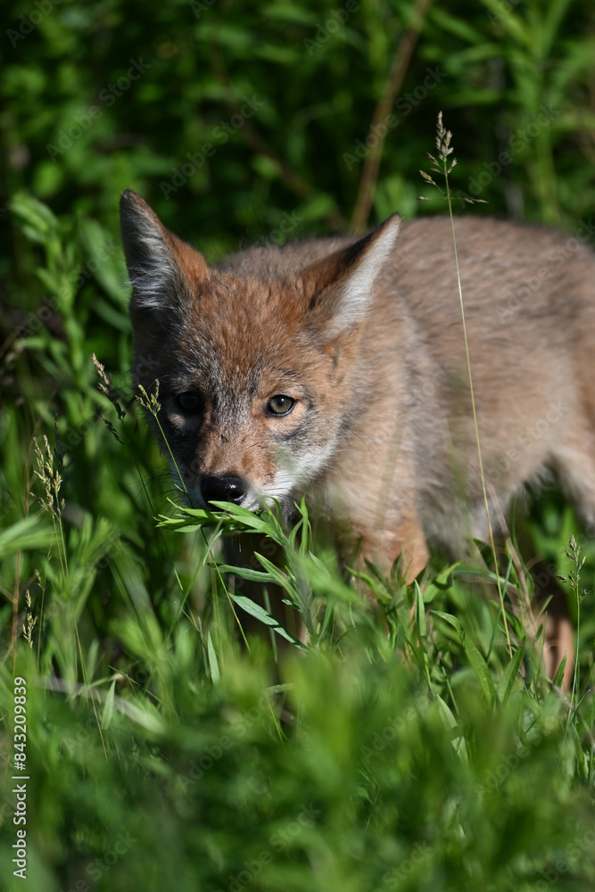 Fototapeta premium A cute young Coyote Cub explores a spring meadow along the edge of a forest in an urban park