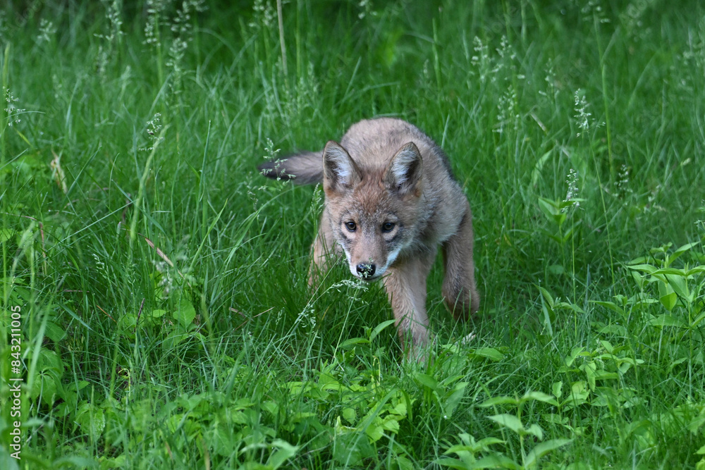 Fototapeta premium A cute young Coyote Cub explores a spring meadow along the edge of a forest in an urban park
