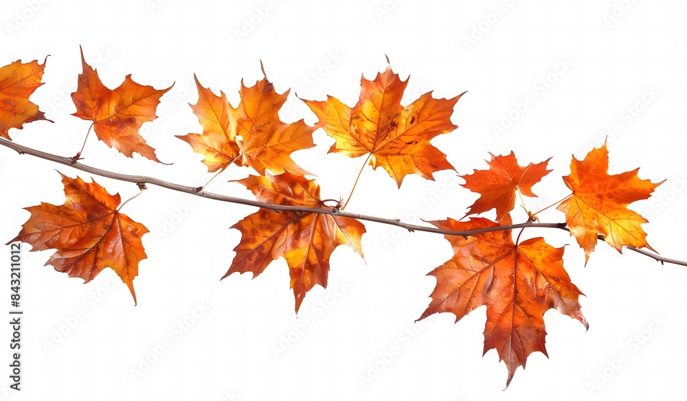 Fototapeta premium Orange Maple Tree Branch on White Background: Simple, Clear, Bright Nature