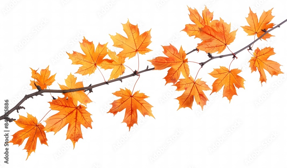 Orange Maple Tree Branch on White Background: Simple, Clear, Bright Nature Orange Maple Tree Branch on White Background: Simple, Clear, Bright Nature