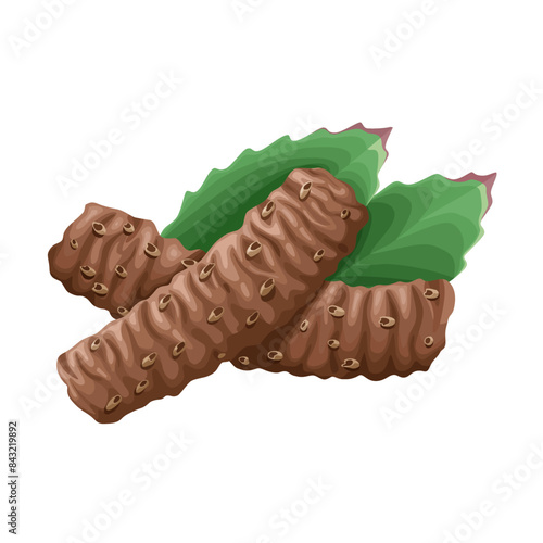 Vector illustration of Rhodiola rosea root, commonly golden root, rose root, roseroot, Aaron's rod, Arctic root, king's crown, lignum rhodium, and orpin rose, isolated on white background.