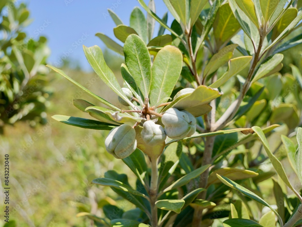 Fruits of karo, stiffleaf cheesewood, kaikaro or kihiki (Pittosporum crassifolium), introduces. Near the Cape Roca (Cabo da Roca), the westernmost point of mainland Portugal and continental Europe Fruits of karo, stiffleaf cheesewood, kaikaro or kihiki (Pittosporum crassifolium), introduces. Near the Cape Roca (Cabo da Roca), the westernmost point of mainland Portugal and continental Europe
