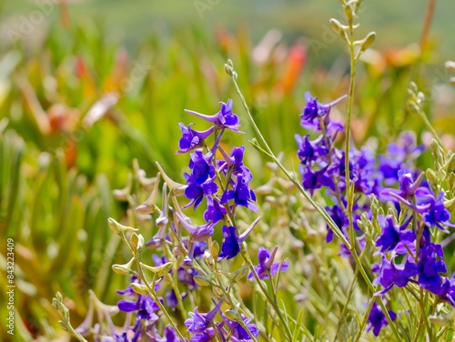 Flowering larkspur (Delphinium verdunense) at the coast from Cape Roca (Cabo da Roca), the westernmost point of the Sintra Mountain Range, of mainland Portugal and continental Europe photo