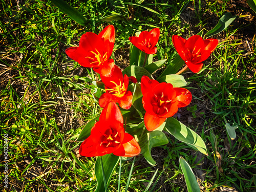 Many Greigii tulips photo