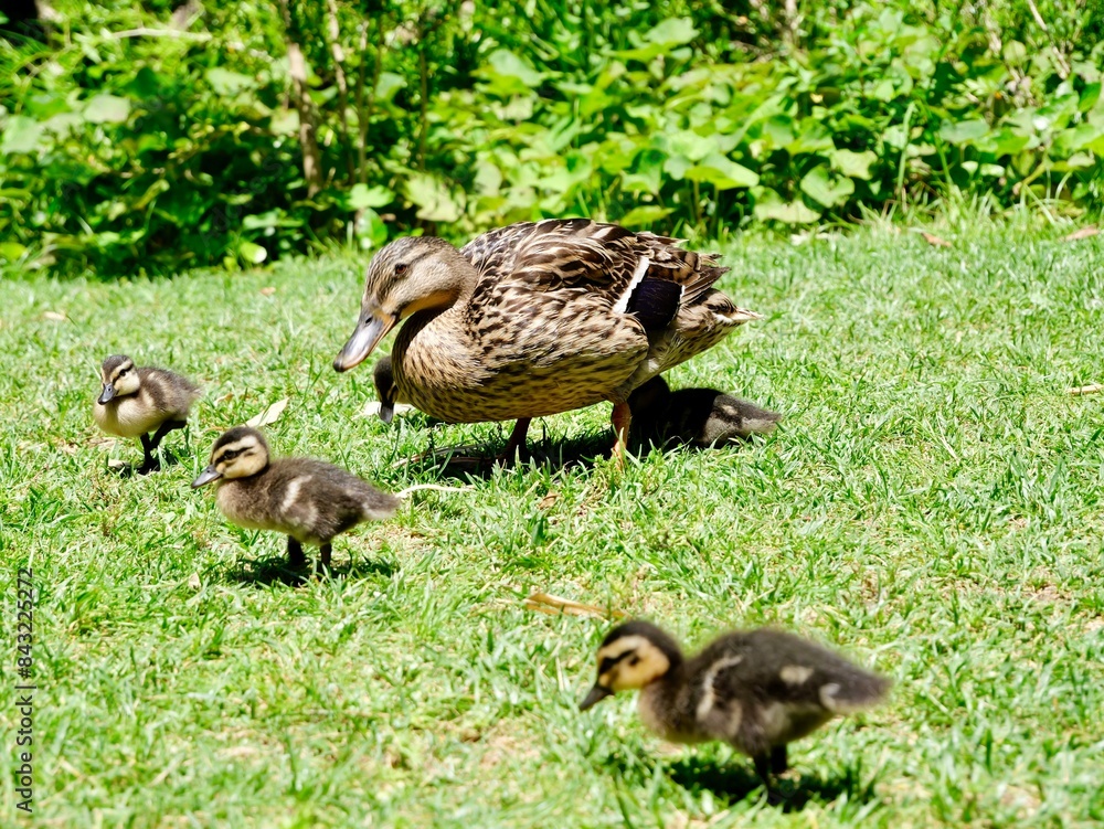 Duck with ducklings of mallard or wild duck (Anas platyrhynchos) Duck with ducklings of mallard or wild duck (Anas platyrhynchos)