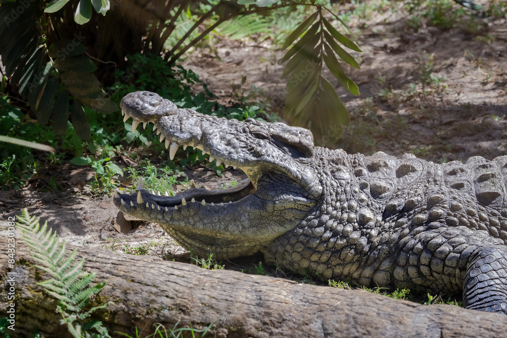 Giant captive crocodile at alligator farm in Florida. Giant captive crocodile at alligator farm in Florida.