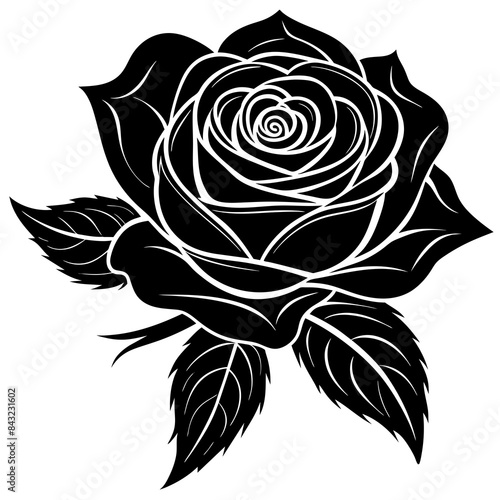 black rose isolated on white