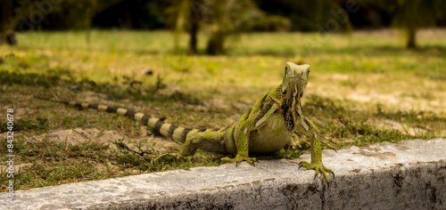 iguana na grama photo