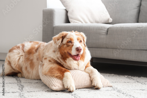 Adorable Australian Shepherd dog with pillow lying at home