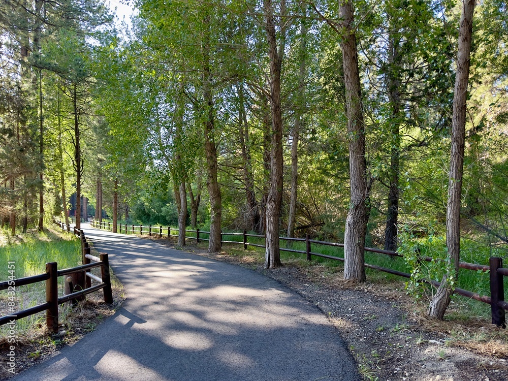 Sinuous, shady pine forest path invites walking and biking, weaving through serene, needle-covered trails under a canopy of green. Sinuous, shady pine forest path invites walking and biking, weaving through serene, needle-covered trails under a canopy of green.