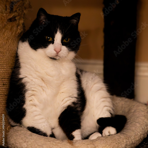 Oreo Cat