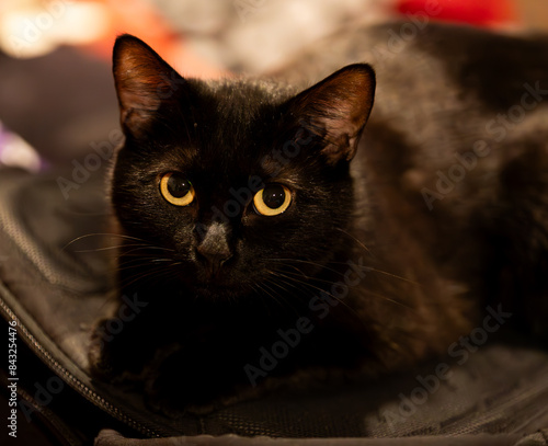 lack cat in color