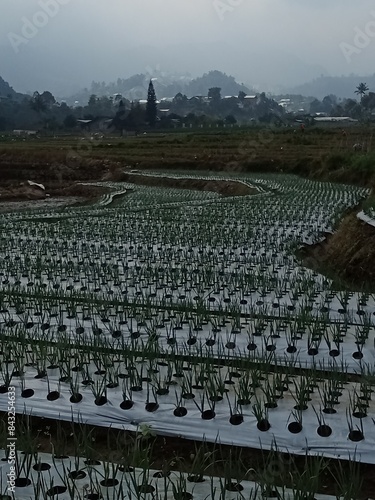 Karanganyar Indonesia June 7, 2024 : Cultivation of garlic (Allium sativum) in Karanganyar, Indonesia. Garlic bulbs are a basic spice in Indonesian cuisine. Raw garlic contains sulfur and alliin. photo