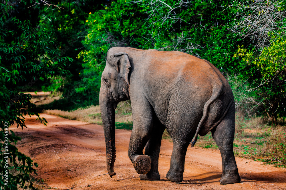 Fototapeta premium Asian elephant