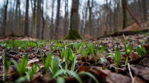 New Green Sprouts Emerging in Forest Floor
