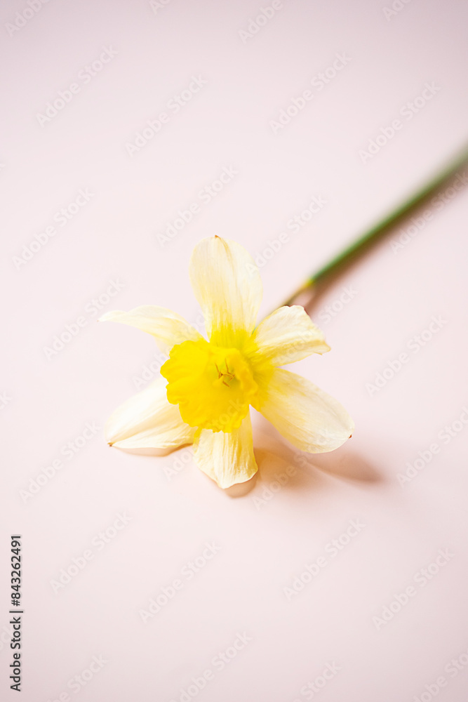 Obraz premium Single Daffodil flower.