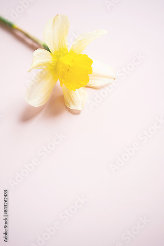 Single Daffodil flower.