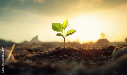 small plant growing in soil at sunset