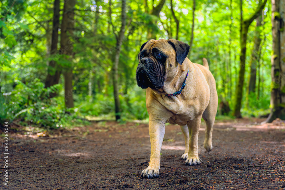 2024-06-05 A LARGE FAWN COLORED BULLMASTIFF WALKING DOWN A PATH IN PIONEER PARK ONMERCER ISLAND WASHINGTON WITH NICE EYES AND A ATTENTIVE LOOK 2024-06-05 A LARGE FAWN COLORED BULLMASTIFF WALKING DOWN A PATH IN PIONEER PARK ONMERCER ISLAND WASHINGTON WITH NICE EYES AND A ATTENTIVE LOOK