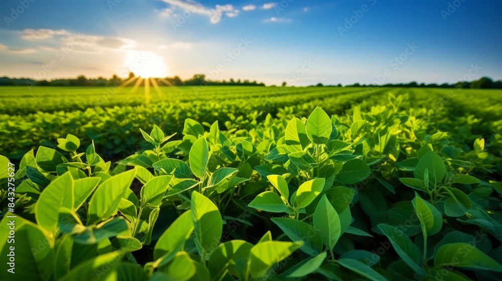 A vivid photo of soybean sprouts. Aesthetic agricultural landscape. Green ripening soybean field. Generative AI A vivid photo of soybean sprouts. Aesthetic agricultural landscape. Green ripening soybean field. Generative AI