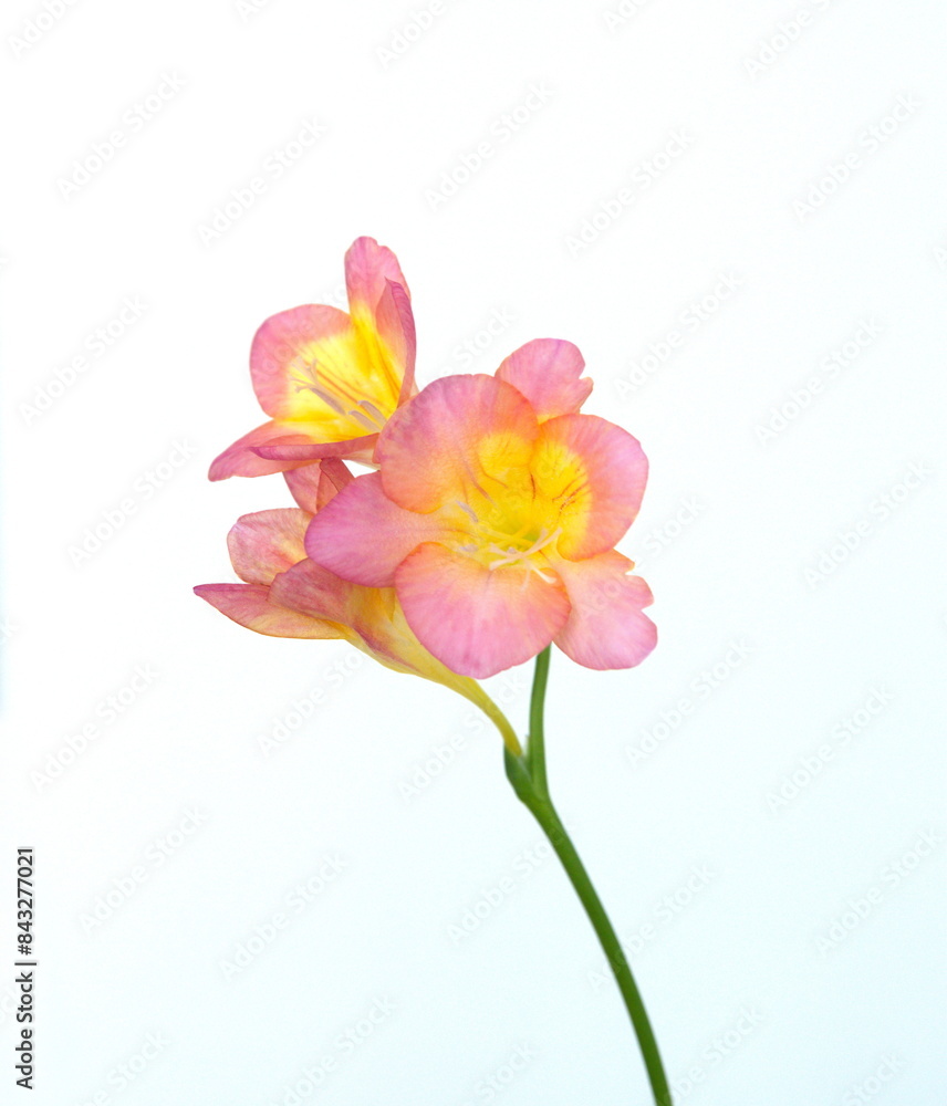 Scented flowers of pink orange red Freesia, genus Anomatheca, on white background Scented flowers of pink orange red Freesia, genus Anomatheca, on white background