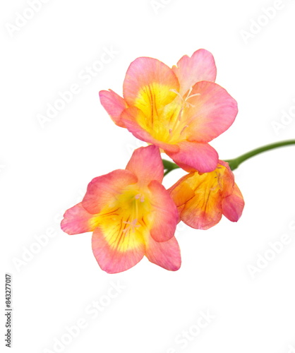 Scented flowers of pink orange red Freesia, genus Anomatheca, on white background