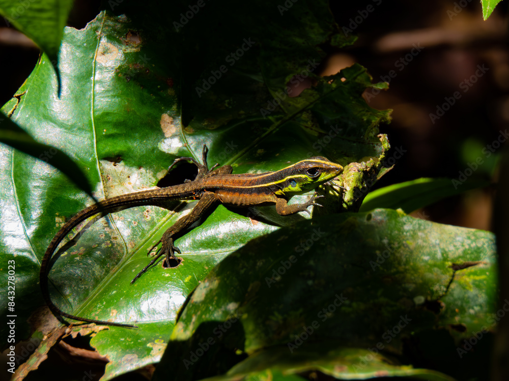 Obraz premium lizard on a leaf