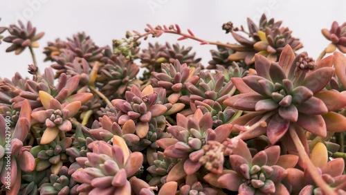 Succulent plant, scientific name; Graptopetalum paraguayense or Sedum adolphii photo