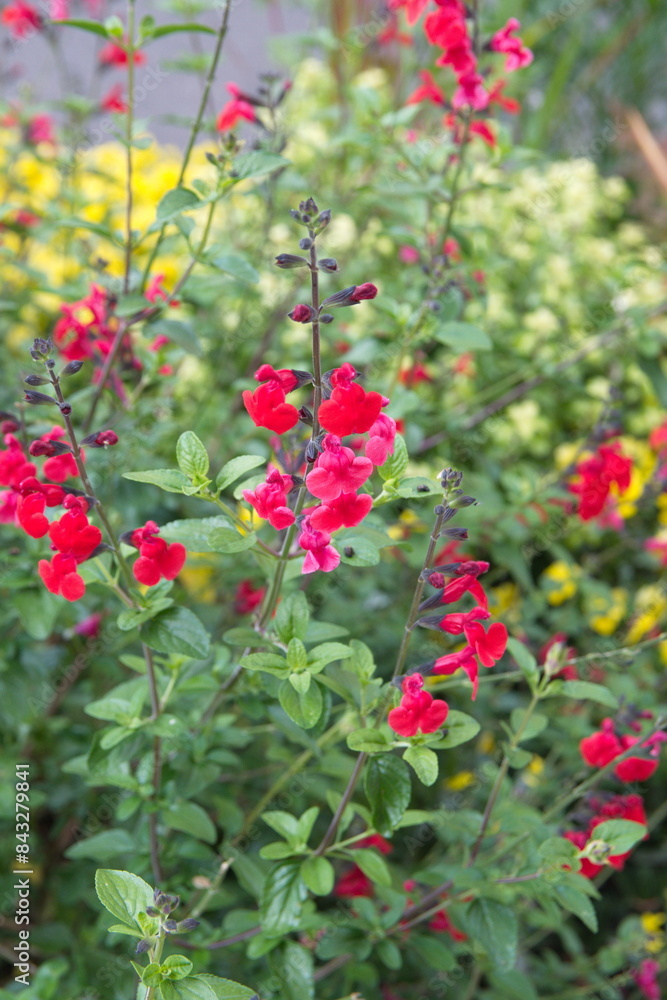 Baby sage, Graham's sage, blackcurrant sage, Red autumn sage, Salvia microphylla Baby sage, Graham's sage, blackcurrant sage, Red autumn sage, Salvia microphylla