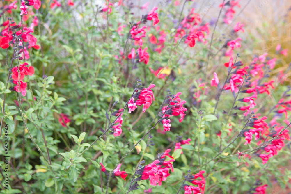 Baby sage, Graham's sage, blackcurrant sage, Red autumn sage, Salvia microphylla Baby sage, Graham's sage, blackcurrant sage, Red autumn sage, Salvia microphylla
