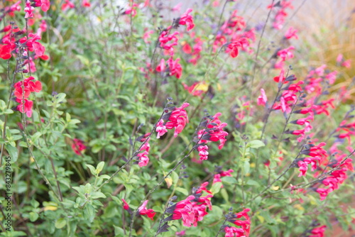 Baby sage, Graham's sage,  blackcurrant sage, Red autumn sage, Salvia microphylla 