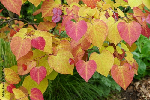 Φωτογραφία The vibrant red, yellow and orange leaves color of American Redbud Flame Thrower