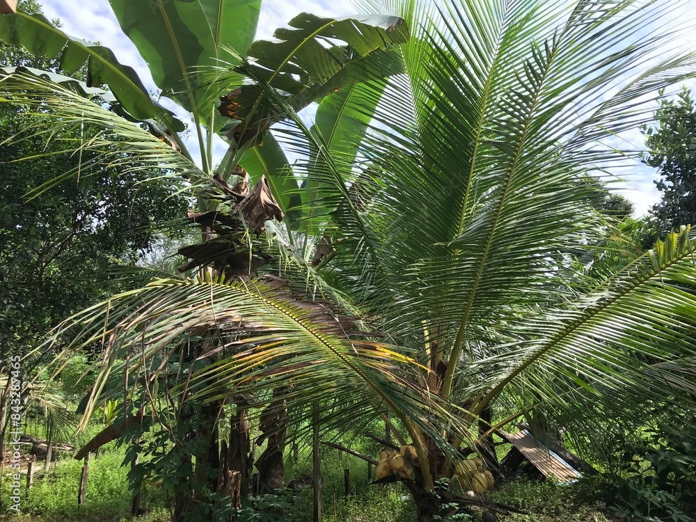 Naklejka premium palm tree with green branches and coconuts on clouds blue sky background
