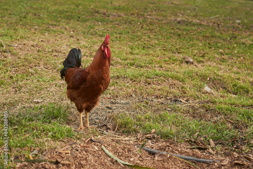 Country Duel: Two roosters stand proudly in a yard on the grass, outdoors. The vibrant colors of their feathers and their poised stances create a dynamic and lively scene