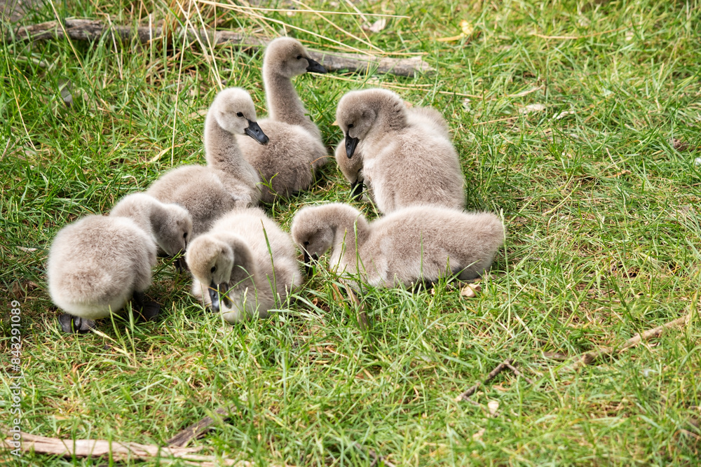 Cygnets are grey when they hatch with black beaks and gradually turn black over the first six months at which time they learn to fly. Cygnets are grey when they hatch with black beaks and gradually turn black over the first six months at which time they learn to fly.