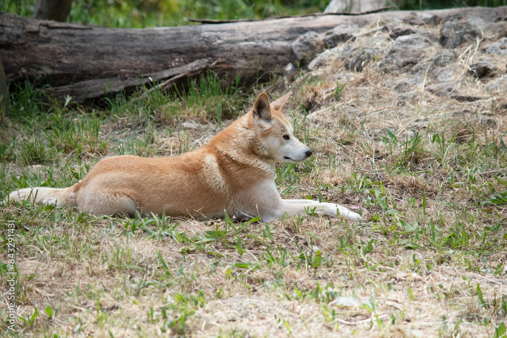 Dingos have a long muzzle, erect ears and strong claws. They usually have a ginger coat and most have white markings on their feet, tail tip and chest. Dingos have a long muzzle, erect ears and strong claws. They usually have a ginger coat and most have white markings on their feet, tail tip and chest.