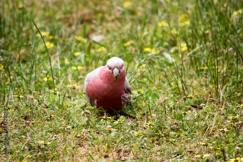 The Galah has a pale silver to grey back, a pale grey rump, a pink face and breast, and a light pink mobile crest. photo