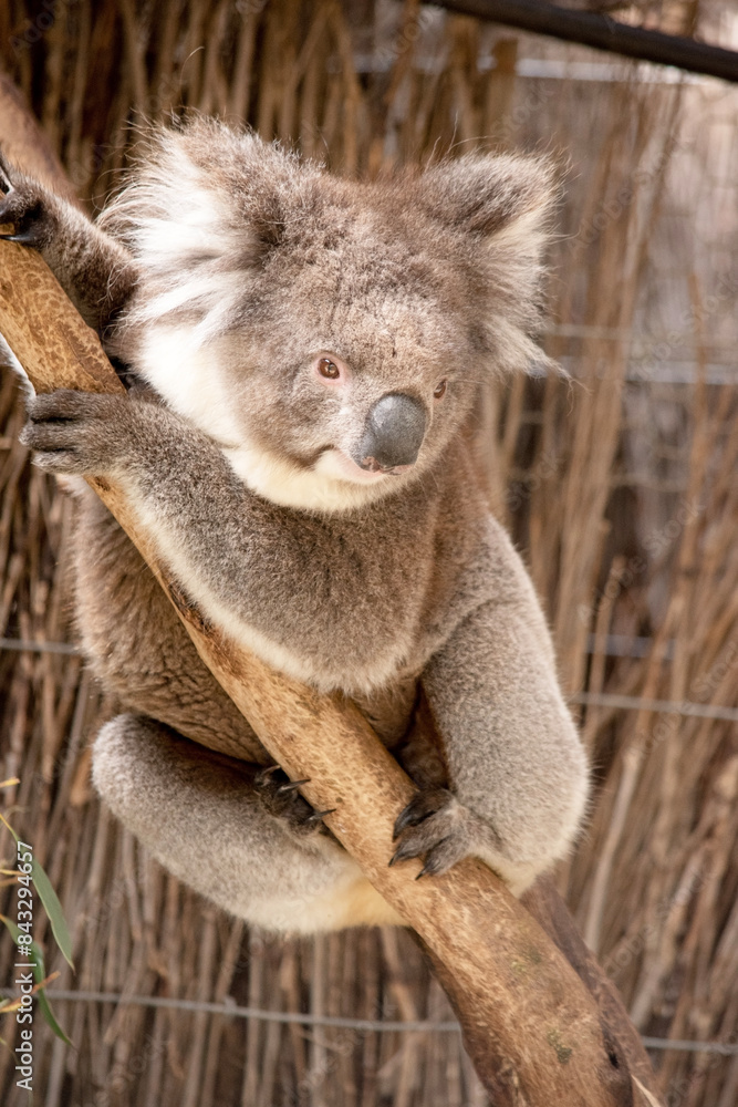 Obraz premium the Koala has a large round head, big furry ears and big black nose. Their fur is usually grey-brown in color with white fur on the chest, inner arms, ears and bottom.