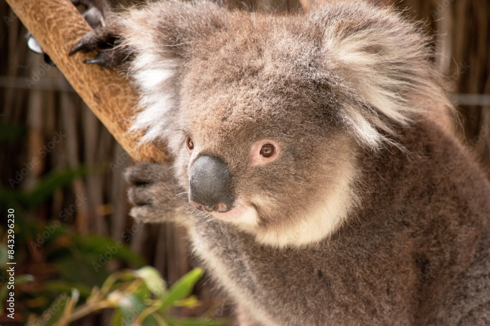 Obraz premium the Koala has a large round head, big furry ears and big black nose. Their fur is usually grey-brown in color with white fur on the chest, inner arms, ears and bottom.