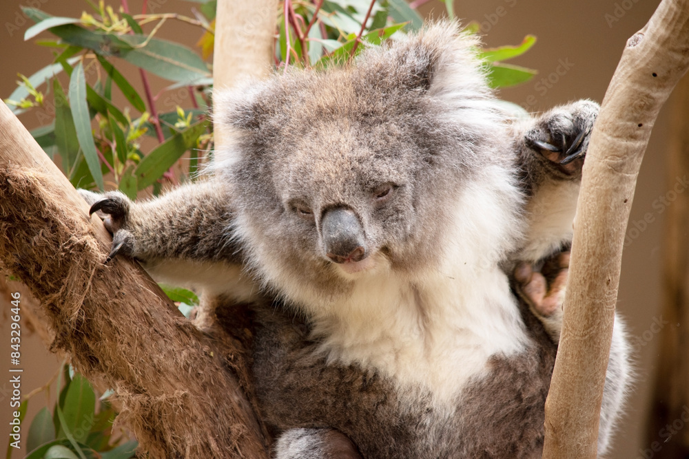 Fototapeta premium the Koala has a large round head, big furry ears and big black nose. Their fur is usually grey-brown in color with white fur on the chest, inner arms, ears and bottom.