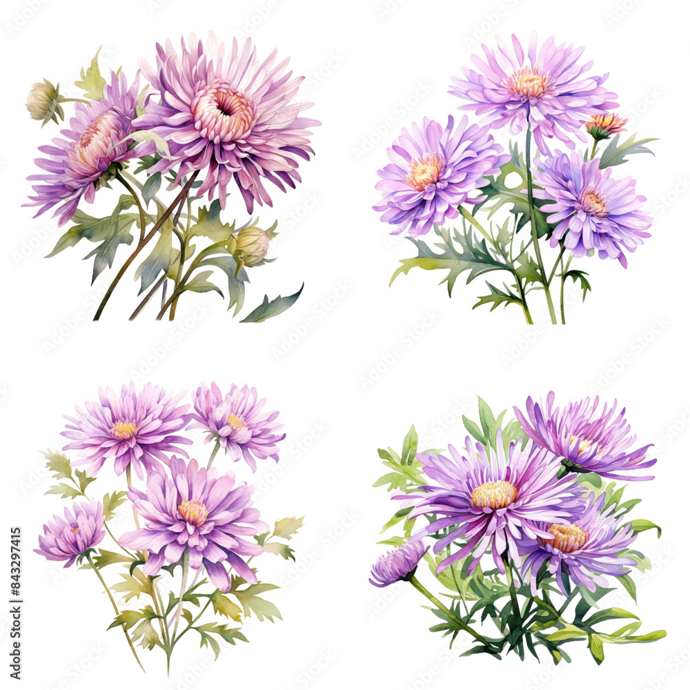 Set of Vibrant Aster Flower Watercolor Painting on White Background Set of Vibrant Aster Flower Watercolor Painting on White Background