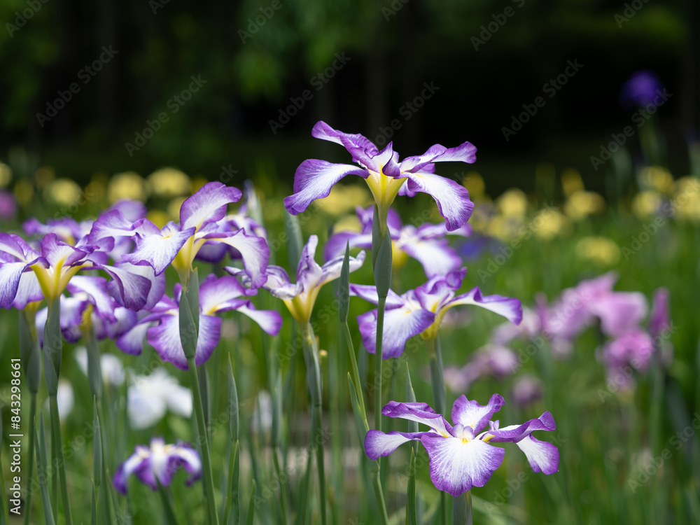 初夏の日本の美しい菖蒲園 初夏の日本の美しい菖蒲園