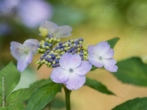 Wallpaper Mural 美しいガクアジサイ Torontodigital.ca